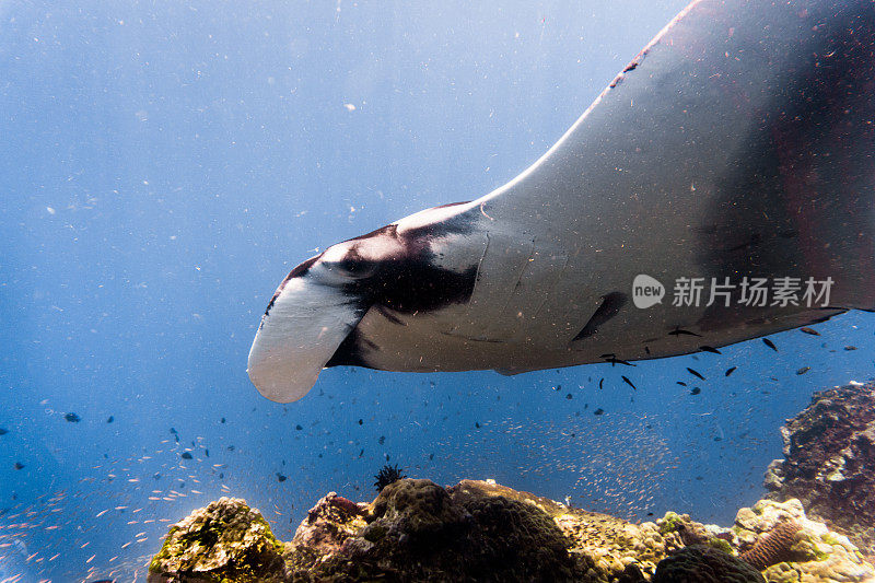 远洋蝠鲼(Manta birostris)游过清洁站。在世界自然保护联盟的红色名单中，这些优雅的动物正在成为野外罕见的景象。